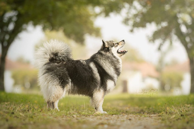 Étalon Chien finnois de Laponie - Stark lady Du Pays Des Mille Lacs