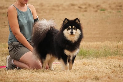 Étalon Chien finnois de Laponie - Vogue merry zoro Legend Of Raven