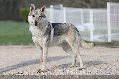 Étalon Chien-loup tchecoslovaque - CH. Tsaheylu kwanita De la combe noire