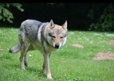 Étalon Chien-loup tchecoslovaque - CH. Ubay Des feux d'or