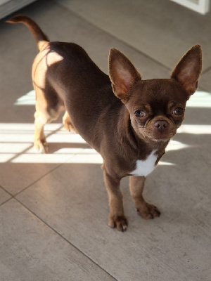 Étalon Chihuahua - Umber (Sans Affixe)