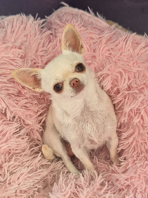 Étalon Chihuahua - Vanille coco Des Gentils Coquelicots