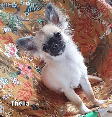 Étalon Chihuahua - Thélia Des Jardins De Titan