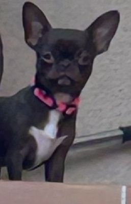 Étalon Chihuahua - Anis De Lambrouisse