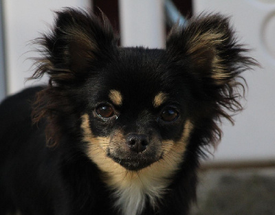 Étalon Chihuahua - Very beautiful roxane Des Merveilles De Jade