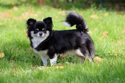 Étalon Chihuahua - Born in rosebud Sugar baby