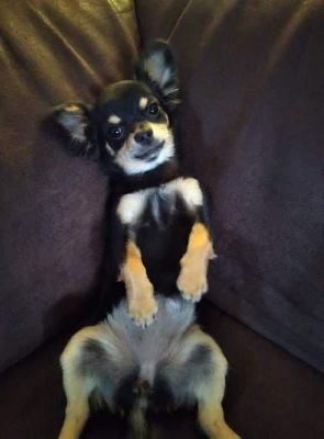 Étalon Chihuahua - Sissi des petits diables de camargue