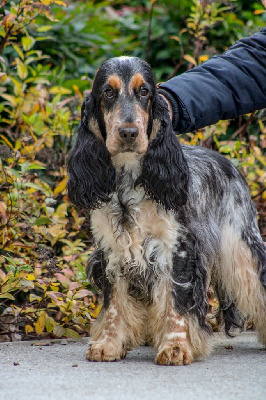 Étalon Cocker Spaniel Anglais - U'nora jones Du Pays Des Petits Chenapans