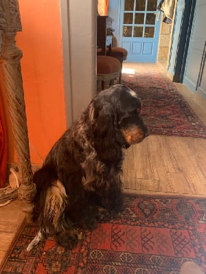 Étalon Cocker Spaniel Anglais - Romy De La Vallée Des Alleuds