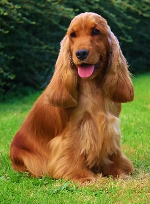 Étalon Cocker Spaniel Anglais - Saïwa du bois de Morchène