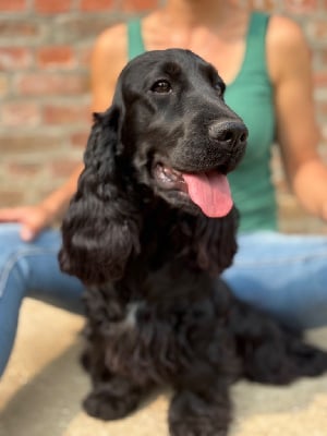 Étalon Cocker Spaniel Anglais - Sunset D'hell Vedette
