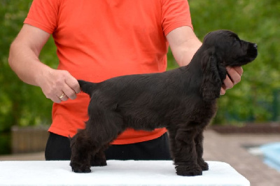 Étalon Cocker Spaniel Anglais - blue valley of dogs Birdy