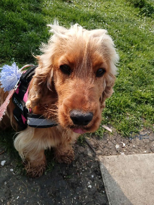Étalon Cocker Spaniel Anglais - United-fallone Du Souvenir De Tootsie