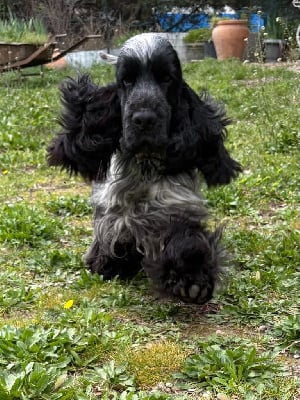 Étalon Cocker Spaniel Anglais - zahircocker dream team Aventino