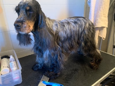 Étalon Cocker Spaniel Anglais - Olly De La Vallée Des Alleuds