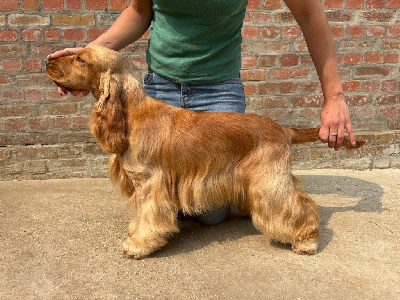 Étalon Cocker Spaniel Anglais - Sunset D'hell Victoria's secret