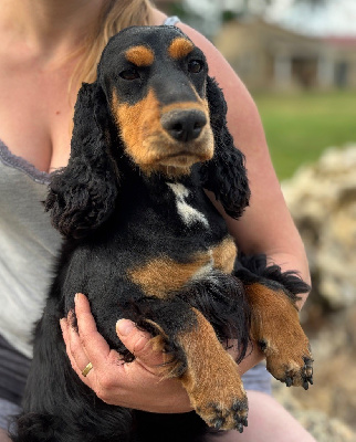 Étalon Cocker Spaniel Anglais - Sunset D'hell Ula oups