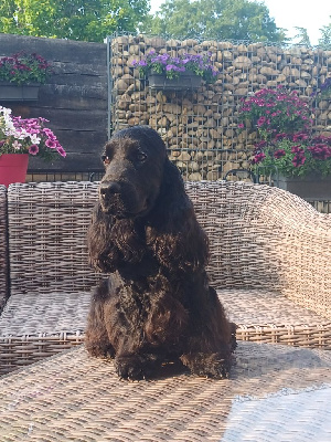 Étalon Cocker Spaniel Anglais - merrysoul Dark knight
