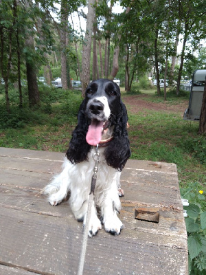 Étalon Cocker Spaniel Anglais - Unicia Du Clos Pendragon