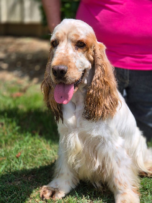 Étalon Cocker Spaniel Anglais - Clicaper's Toulouse