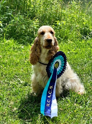 Étalon Cocker Spaniel Anglais - Sanka De la vallee du vignon