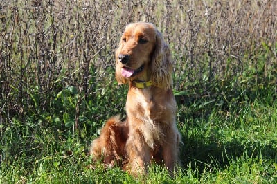 Étalon Cocker Spaniel Anglais - Umy de la douce folie