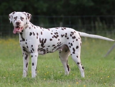 Étalon Dalmatien - Vaiana Du Verger Des Beaurepaires