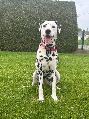 Étalon Dalmatien - Riska (Sans Affixe)