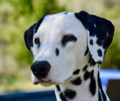 Étalon Dalmatien - Perdita de la Borde Riva