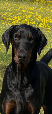 Étalon Dobermann - Tokyo ii of Bull's city