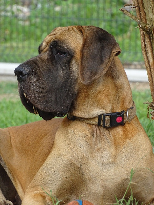 Étalon Dogue allemand - CH. T'aime Du Val De Celle