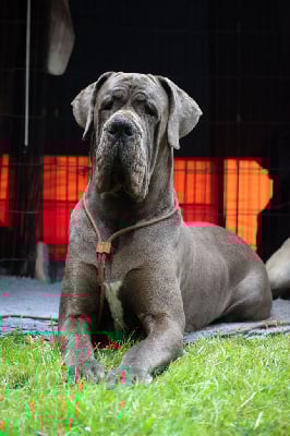 CH. Ulkan Des Terres De Romandor