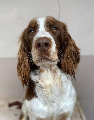 Étalon English Springer Spaniel - Umy du Marais de Saintonge