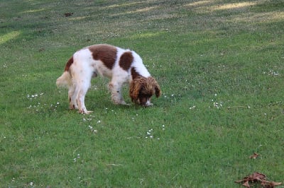 Étalon English Springer Spaniel - Sologne Hunters's Nicky