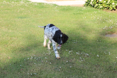 Étalon English Springer Spaniel - Sissi Des Plaines Panielloises