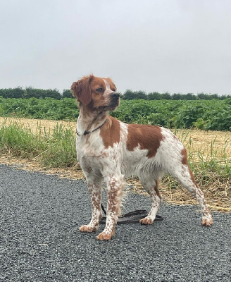 Étalon Epagneul Breton - Vaya de la plume picarde