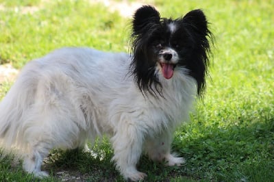 Étalon Epagneul nain Continental (Papillon) - Eline dit lili de la Ferme De La Rodde