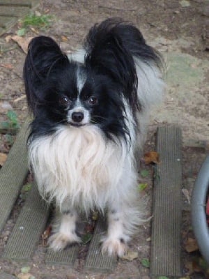 Étalon Epagneul nain Continental (Papillon) - Snoopy Des Amis De Zoé