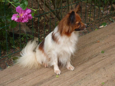 Étalon Epagneul nain Continental (Papillon) - Thaiss Des Amis De Zoé