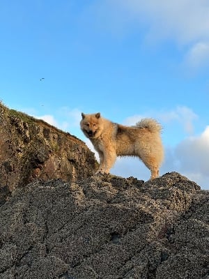 Étalon Eurasier - Till kingdom come de la rivière des Aulnes