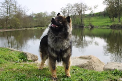 Étalon Eurasier - Vemund valko joggie Des Murmures De Sigrune
