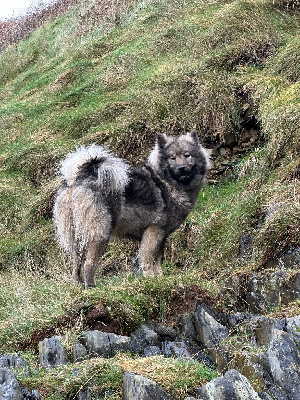 Étalon Eurasier - Ultra Des Ptites Pattes Du Bonheur