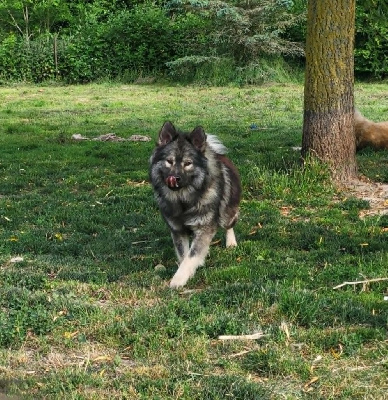 Étalon Eurasier - Ubi-wan kenobi Du Domaine De Grande Esperance
