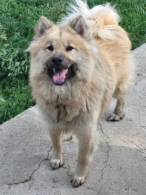 Étalon Eurasier - Utopia Du Domaine De Grande Esperance