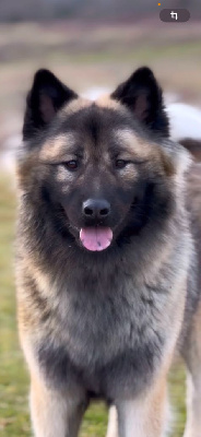 Étalon Eurasier - Une lady d'o'hara Du Domaine D'Alvheim