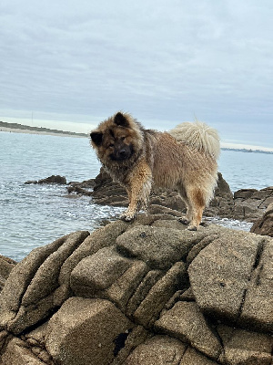 Étalon Eurasier - U like me too much de la rivière des Aulnes