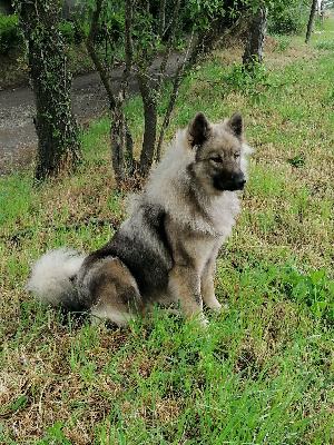 Étalon Eurasier - Romy lee (Sans Affixe)