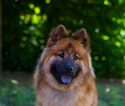 Étalon Eurasier - To make our dreams come true des Legendes de Retz