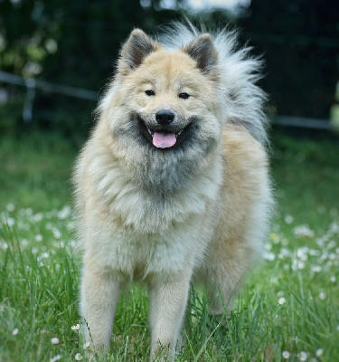 Étalon Eurasier - Umiya Des Diamants De L'océan