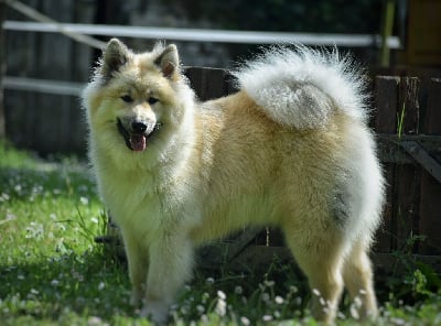 Étalon Eurasier - cerasi The great dynasty